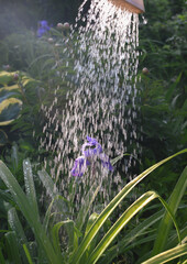 Watering flowers in the garden, purple Iris flowers in the water drops