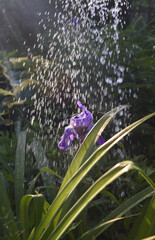 watering flowers in the garden, purple iris flowers in the water drops