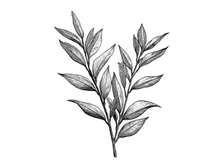 Hand-drawn willow branches, vintage botanical sketch, retro nature print, eco-friendly rustic decor, black engraving style, willow leaves illustration, tree art © Vintage Studio