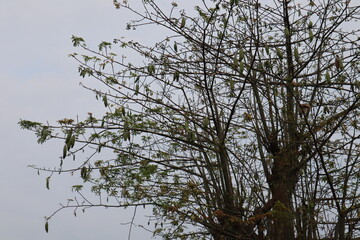 tree branches against blue sky
