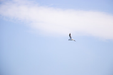 Seagull flying in the clear blue sky on a sunny day. The bird has white feathers with gray wings,...