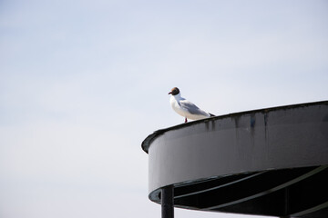 Black-headed gull perched on a black metal structure against a pale blue sky. Minimalist...