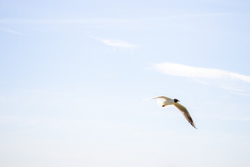 Fototapeta premium Seagull flying in the clear blue sky on a sunny day. The bird has white feathers with gray wings, captured mid-air against a bright, cloudless background.