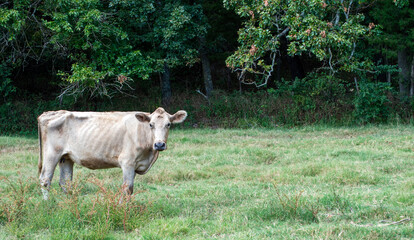 Sickly cow beyond help