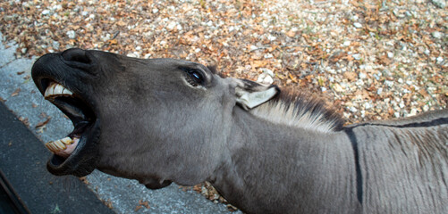 Donkey begging for food