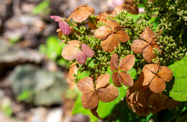 Naturally drying hydrangeas