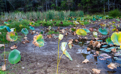 Ugly dry decaying lotus leaves