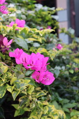 pink hydrangea flowers in garden