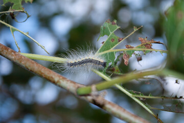 Mulberry tree branches, leaves eaten by caterpillars