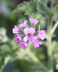 Geranium fragrance "Attar of roses" with pink flowers, scented-leaved pelargonium, rose-scented pelargonium, pelargonium perfume