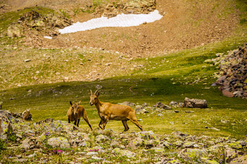 Mountain goats grazing on rocky terrain in the afternoon sun