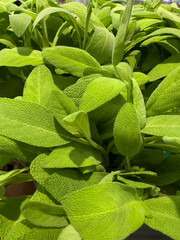 Fresh sage (Salvia officinalis) leaves in bright sunlight. Close-up of aromatic green herb used in cooking and herbal medicine.