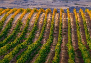 Rows of vines in vineyard in autumn. Colorful yellow fall foliage. Wenatchee. WA. USA