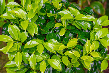 Shrub with lush, shiny green leaves in different shades of hydrangea. shrub with lush, shiny green leaves in different shades of hydrangea on the Azorean island of Santa Maria, Portugal