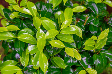 Shrub with lush, shiny green leaves in different shades of hydrangea. shrub with lush, shiny green leaves in different shades of hydrangea on the Azorean island of Santa Maria, Portugal