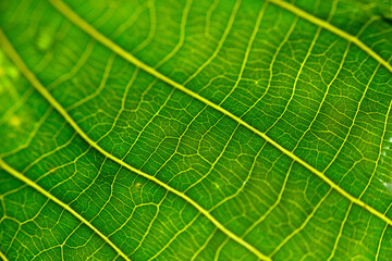 Macro shot of green foliage as background