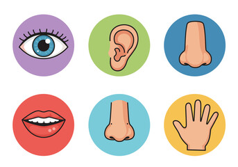 Understanding the Five Senses of Human Perception Exploring Sight Hearing Smell Taste and Touch Through Detailed Illustrations