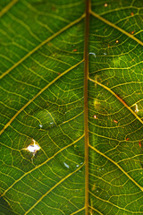 Macro shot of green foliage as background