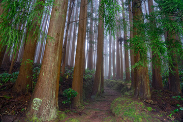 Fontinhas forest park with dense vegetation on a foggy day in a mysterious environment on the Azorean island of Santa Maria. © Pedro Emanuel 