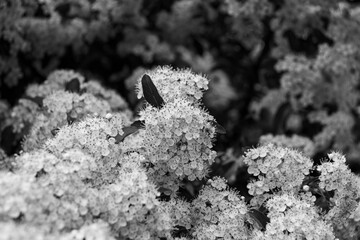 Pyracantha (firethorn) flowers cluster blooming closeup