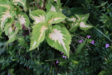 green leaves and flowers