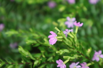 pink flowers in the garden