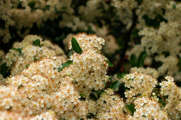 Pyracantha (firethorn) flowers cluster blooming closeup