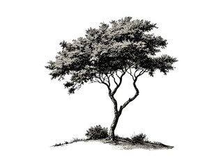 Acacia Tree vintage engraving, hand-drawn botanical art, African acacia leaves, rustic floral sketch, woodland tree print, black sketch, nature-inspired decor, traditional engraving style