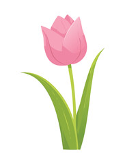 Delicate Pink Tulip Water Droplets Fresh Bloom