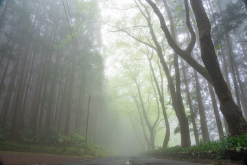 Fontinhas road with dense vegetation on a foggy day in a mysterious environment on the Azorean island of Santa Maria-Portugal
