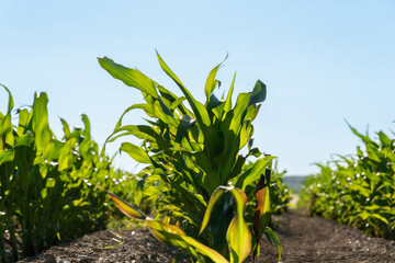 Lush corn plants thrive in a sunlit field, reaching for the clear blue sky. Healthy green leaves...