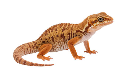 Obraz premium lizard Isolated on Transparent Background PNG
