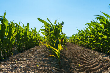 Corn plants stretch upward in neat rows under a bright blue sky, showcasing their lush green leaves...