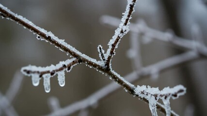Icy branch with frozen droplets glistening in a winter landscape, creating a serene atmosphere - Powered by Adobe