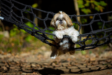 shih tzu dog lies in a hammock in the summer in the park 