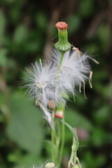 white and yellow flower
