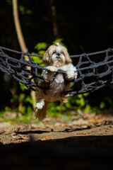 shih tzu dog lies in a hammock in the summer in the park 