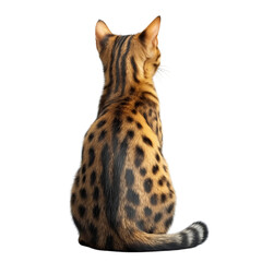 Obraz premium Back view of a Bengal cat isolated on a white background, realistic stock photograph