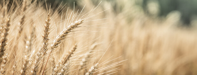 Close-up Of Ripe Golden Wheat With Vintage Effect - Harvest 