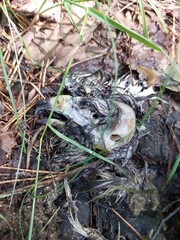 dead bird
