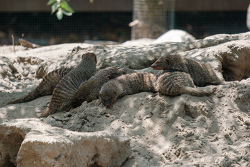 group of mongooses lying in the sun