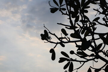 branch of a tree