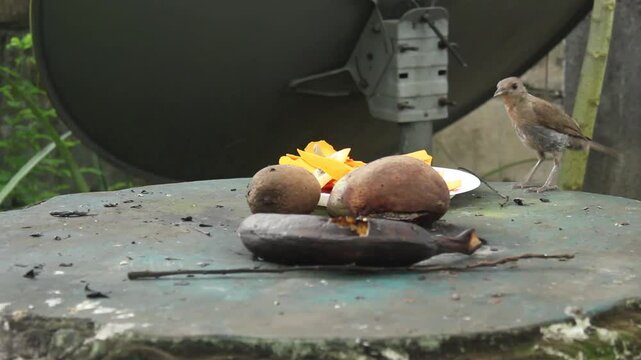 Clay-colored Thrush Eating Leftover Fruit from Papaya Peel. Wild Birds of Suriname, South America