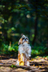 shih tzu dog with a shovel in the park