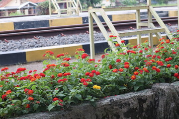 flowers in the garden