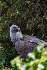 Griffon vulture between bushes