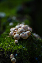 mushroom growing on a rotten tree in the forest 