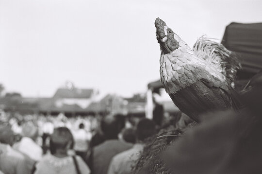Decorative Rooster Statue in a Crowded Market
