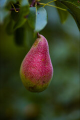 fruit is a pear on a tree branch