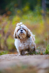 shih tzu dog walks in the park in the fall 